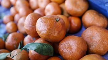 Türkiye'nin mandalina ihracatı 375 milyon dolara yükseldi