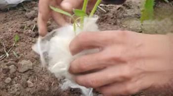 Fidan gövdesine sarılan yün boş değilmiş! Kimyasalsız koruma, 'muska' etkisi