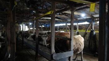 İstanbul'da şap alarmı! 21 mahalleye giriş çıkışlar kapatıldı