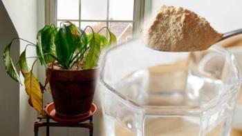 Solmuşu bile coşturuyor! Yoğurdu da mayayı da bitki için kullanın