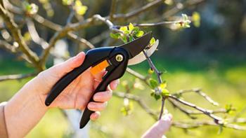 Aralık ayında bahçeyi coşturan makas: Her yıl yapınca rekor verim alınıyor