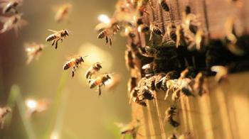 Arılar karanlıkta neden uçmaz hiç düşündünüz mü? Bu yüzden sadece gündüz görüyoruz