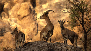 Ava giderken avlandı: Yaban keçisi vuran şahsa 953 bin TL ceza!