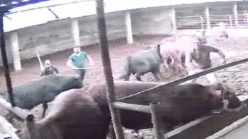 Besicinin korku dolu anları! Birden saldırdı