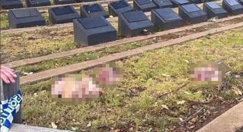 Avustralya’da İslam karşıtı provokasyon! Müslüman mezarlığına domuz kafaları bırakıldı