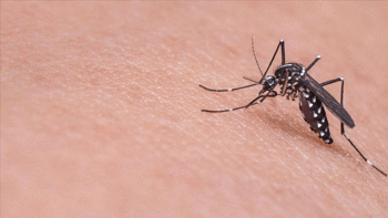 Sivrisineklerin giremediği yer!