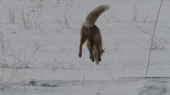 Beyaz sessizliği bozan av! Saniye saniye kaydedildi