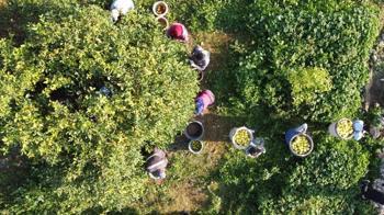 Tarım-ÜFE yüzde 36,01 arttı