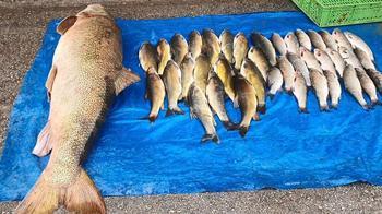 Elazığ'da oltaya takıldı: 40 yıldır bu işi yapıyorum böyle güzel balık görmedim