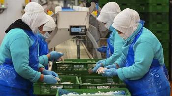 Su ürünleri ihracatının 3'te 2'ye yakını Egeli firmalardan