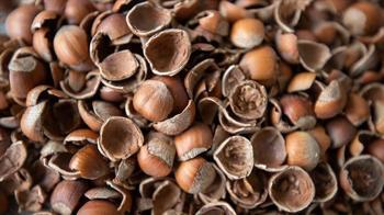 Fındık kabuğu aktif karbona dönüşerek birçok sektöre ham madde olacak