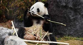 Japonya'nın fenomen ikiz pandaları ülkeye veda ediyor! 50 yıl sonra gelen veda