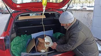 5 günlük buzağısı hastalanınca veterinere koştu! Yürek ısıtan an: İyi gelmiş gibi görünüyor