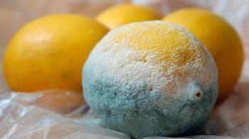 Asla çürümüyor, küf yanına bile yaklaşmıyor: Limonun ömrünü 3 katına çıkaran o yöntem!