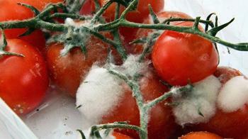 Asla yan yana koymayın! Domatesin daha çabuk küflenmesine neden oluyor