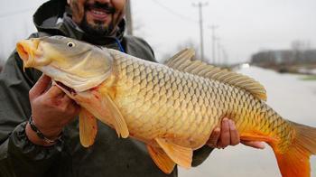 Çiftçileri şaşkına çeviren sürpriz! Tarlalardan canlı balık topladılar