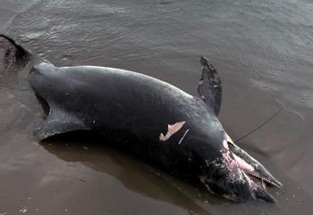 Adana Karataş’ta sahile ölü yunus vurdu: Fırtına sonrası kıyıda bulundu