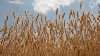 TMO lisanslı depolardaki buğdayı günlük satışa açıyor