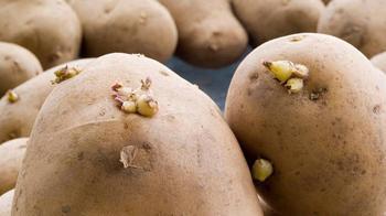 Gıda mühendislerinden patates saklama tüyoları: Filizlenmeye son!