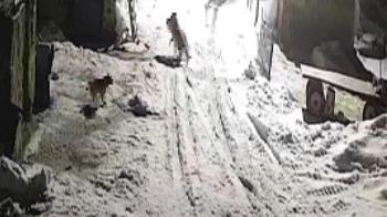 Kars’ta şoke eden olay! Köye inen kurtlar tarafından alınıp götürüldü