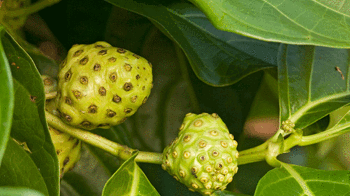 Dut yaprağından şekere doğal çözüm! Yemek yemek akla bile gelmiyor