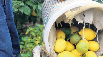 Limon fiyatı ithalata kapı açtı