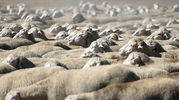 TİGEM, 120 reforme küçükbaş hayvan satacak