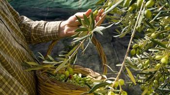 Balkonda yetiştiren bir daha dışarıdan almıyor! Yıl boyu hasat edin