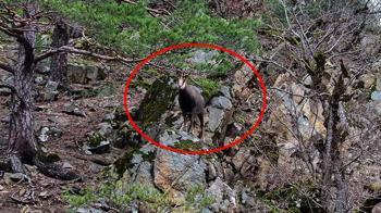 Türkiye’de sadece bir bölgede ortaya çıkıyor! Yükseklerden gelen misafir