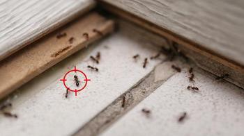 Evin kapısından bile giremiyorlar! Karıncaları uzaklaştırmanın püf noktası