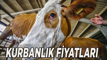 Büyükbaş ve küçükbaş kurban fiyatı ve hisse fiyatı ne kadar? Güncel kurban fiyat listesi