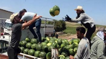 Adana'da sezonun ilk karpuz hasadı başladı: Kilosu 25 TL!