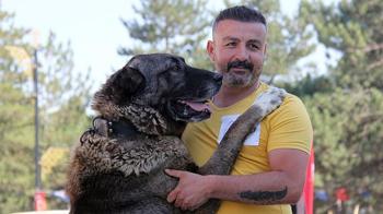 Sivas'ın Kangal köpekleri yarıştı: Aslan kadar güçlü