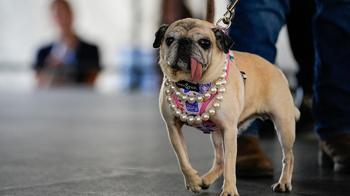 Podyuma çıktılar, tacı kaptılar! Dünyanın 'en çirkin köpeği' belli oldu