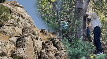 Yılda 1 kez bulunuyor! 04.30'da yola çıkıyorlar: Ağaç kovuğundaki ‘servet’