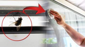Sinek lekesi nasıl temizlenir? Beze damlatıp yüzeyi silin