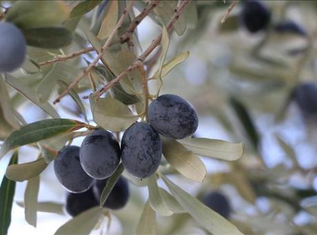 Tekirdağ'da zeytin hasadı devam ediyor