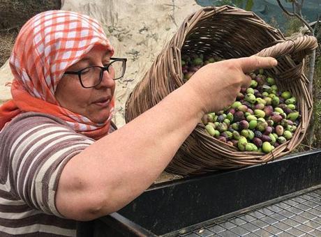 Zeytin hasadı başladı: Günlük 3 bin liraya çalışacak personel bulunamıyor