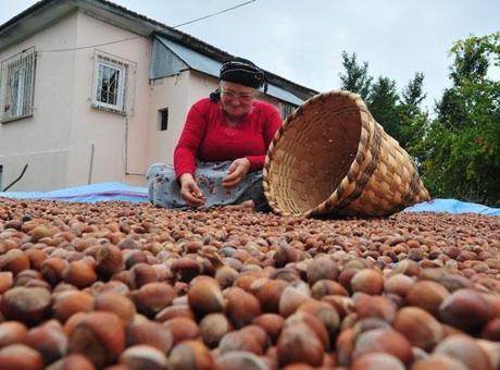 Fındık ihracatı geçen yılın iki katına yaklaştı