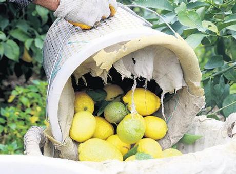 Fiyat makası limonda açık