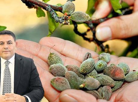 Malatya kayısısında 200 milyarlık don zararı