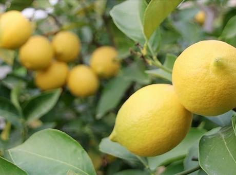 İstanbul’da Nisan ayında en çok limon pahalandı
