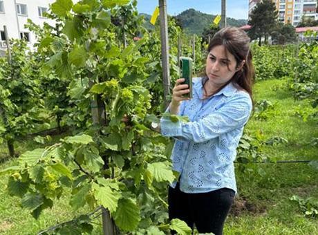 683ad4aa651bfdc11b9b36c4 Tescilli Giresun tombul fındığında yeni dikim uygulamaları verimi artırdı