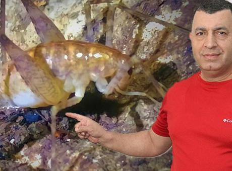 Bilim dünyası şaşkın: Mağara dışında yaşayamıyor! İlginç tür Diyarbakır’da keşfedildi