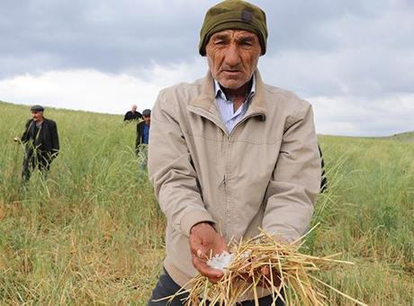 Haziran ayında dolu yağdı ekinler zarar gördü