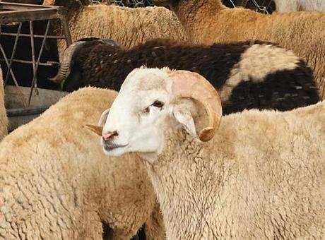 68411c80a12e54de7c1129be Fas yönetiminden, kurban kesimine ilişkin tüm faaliyetleri geçici olarak durdurma kararı