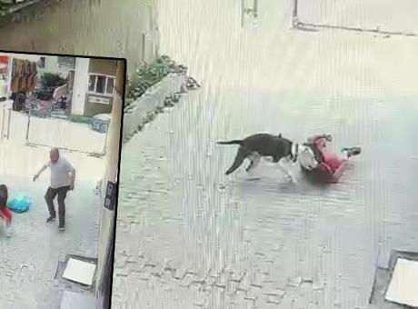 68446f2fa12e54de7c11351e Ataşehir'de korku dolu anlar! Pitbull cinsi köpek çocuğa saldırdı