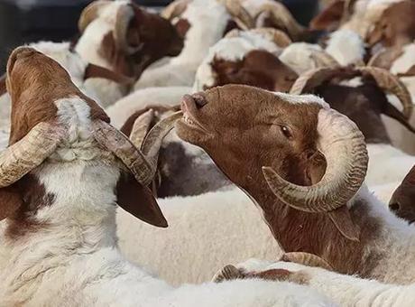 68499d44a12e54de7c114efa Konya'da kayıp kurbanlığını ararken canından oldu