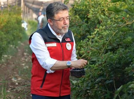 684c6ec7567d25582213a466 Bakan Yumaklı, Siirt'te böğürtlen hasadına katıldı: Buradaki büyük potansiyeli görüyorsunuz