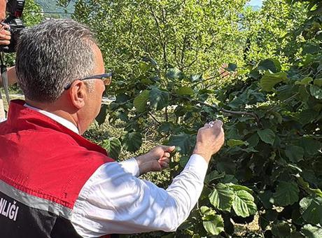6854488b105959d3b8d4557c Ordu'da doğaya 245 bin 'samuray arısı' salınacak